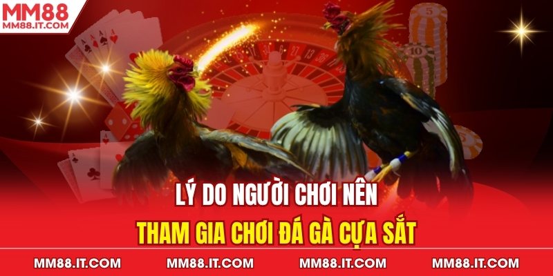 Lý do người chơi nên tham gia chơi đá gà cựa sắt